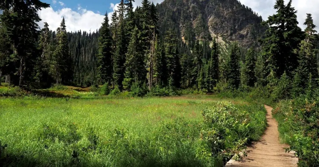 pexels-photo-1857628-1857628 Gray Walkway Near Green-leafed Trees