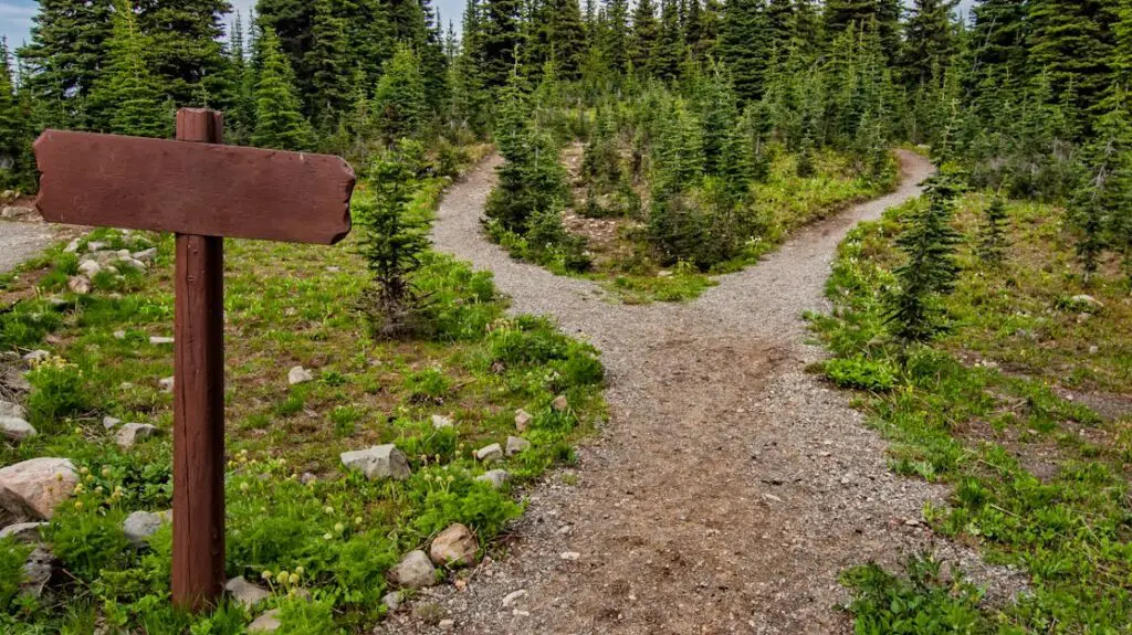 Explore a forked trail in Manning Park, BC amidst lush greenery and conifer trees. Perfect for nature walks.