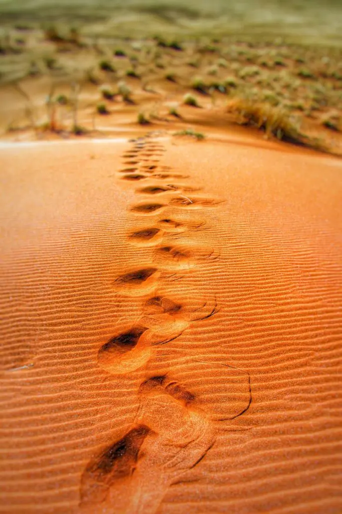 pexels-photo-65562-65562 Explore a mesmerizing trail of footprints across a vast sandy desert landscape.